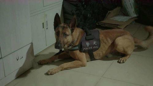 二狗子邻居爆料视频大全  第2张